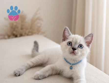 Mavi Boncuk British Shorthair Erkek Bebeğimiz - 6770