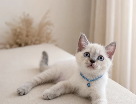 Mavi Boncuk British Shorthair Erkek Bebeğimiz - 6770
