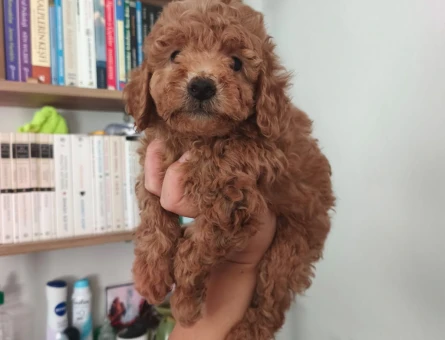 Toy poodle yavrularımız 2 Aylık - 6773