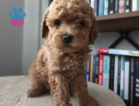 Toy poodle yavrularımız 2 Aylık