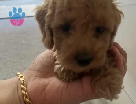 Toy poodle sahiplendirme 2 Aylık - 6778