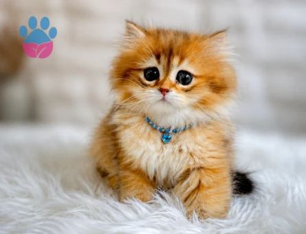 British Longhair Golden Erkek Masumluk Abidesi - 6780