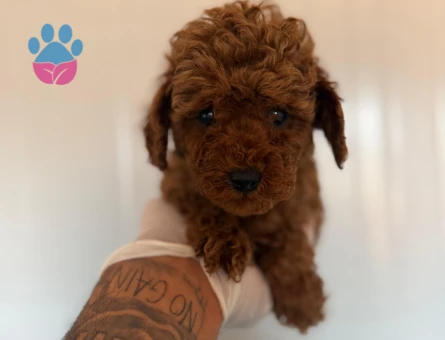 Toy poodle bebekler 3 Aylık Yuva Arıyor
