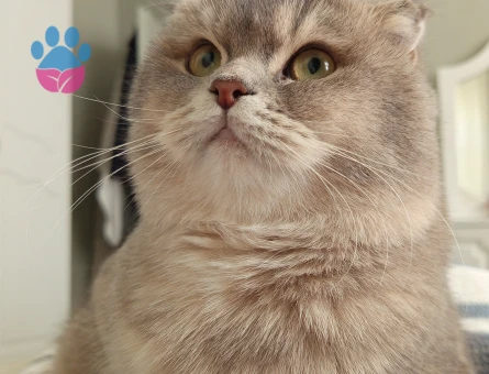 British Shorthair 3 Yaşında Dişi ve Erkek