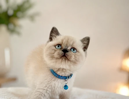 Bluepoint British Shorthair Tombiş Yavrumuz - 6783