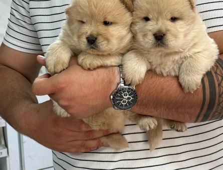 Chow Chow 2 Aylık Yuva Arıyor - 6785