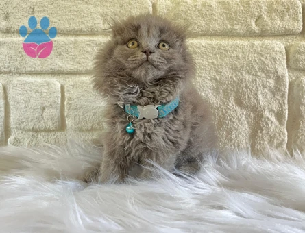 Scottish Fold Longhair Gri Erkek