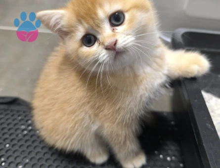 N12 british golden orjinal