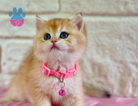 Altın Parıltılı Prenses: British Shorthair Golden Ny12 Dişi Yavru