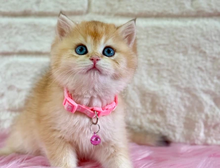 Altın Parıltılı Prenses: British Shorthair Golden Ny12 Dişi Yavru