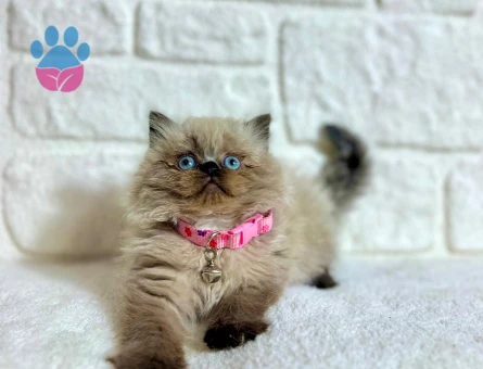 British Longhair Çikolata Point Dişi 2 Aylık