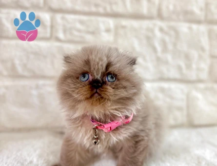 Scottish Fold Longhair Pofuduk Dişi 2 Aylık