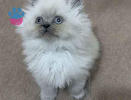 Scottish Fold - British Yavrular