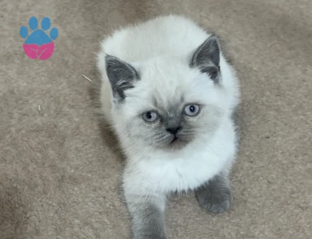 Scottish Fold - British Yavrular