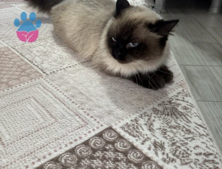 Color Persian Dişi 2 Yaşında Kızımız