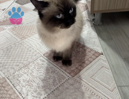 Color Persian Dişi 2 Yaşında Kızımız