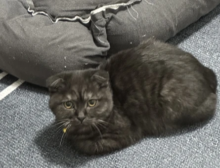 British Shorthair 6 Aylık Yuva Arıyor