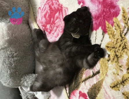 British Shorthair 6 Aylık Yuva Arıyor