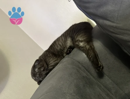 British Shorthair 6 Aylık Yuva Arıyor