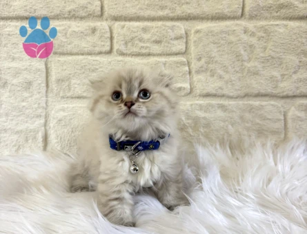 Scotttish Fold Longhair Erkek Yavrumuz