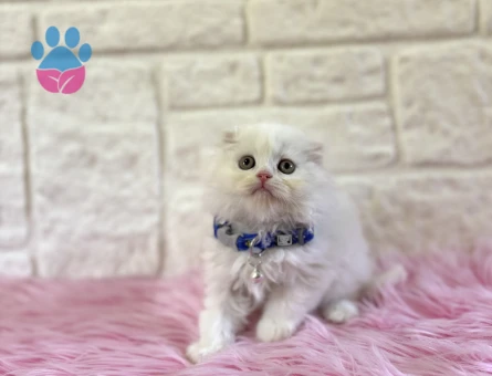 Scottish Fold Longhair Beyaz Çikolata 2 Aylık