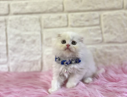 Scottish Fold Longhair Beyaz Çikolata 2 Aylık