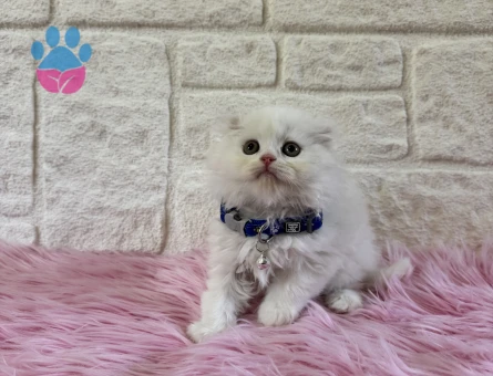 Scottish Fold Longhair Beyaz Çikolata 2 Aylık