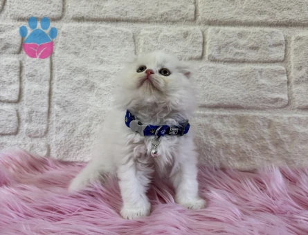 Scottish Fold Longhair Beyaz Çikolata 2 Aylık