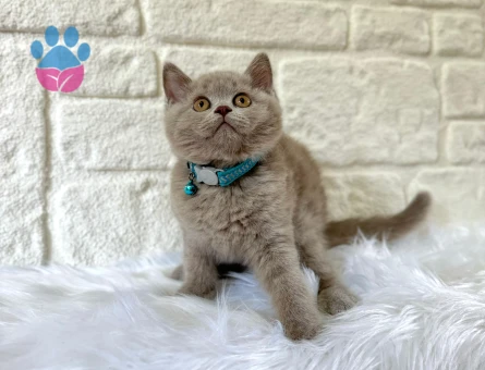 British Shorthair Lilac Erkek 2 Aylık Nadir Renk