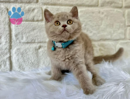 British Shorthair Lilac Erkek 2 Aylık Nadir Renk