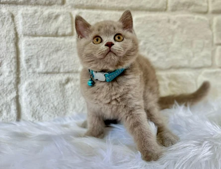 British Shorthair Lilac Erkek 2 Aylık Nadir Renk