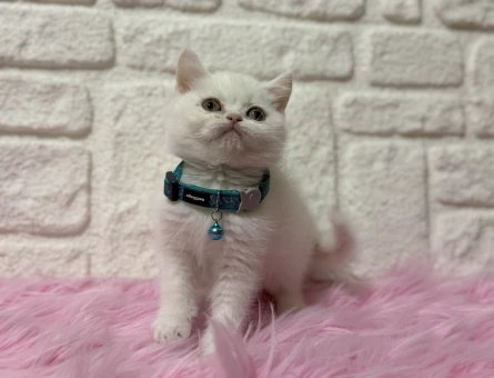 Kar Beyazı British Shorthair Erkek Yavrumuz