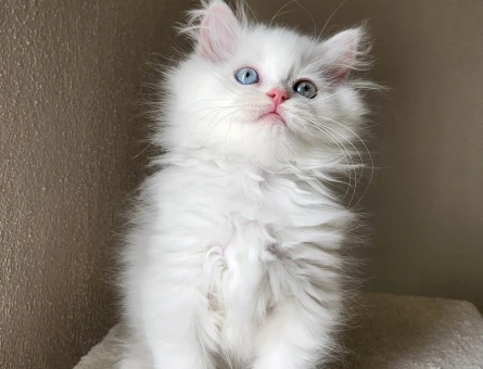 Bayram şekerleri yuvalarını arıyor