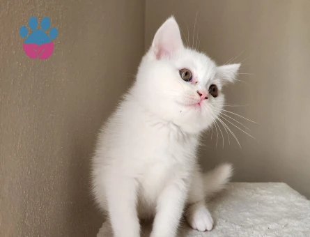 Bayram şekerleri yuvalarını arıyor