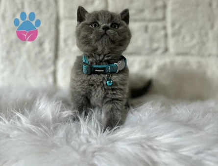 British Shorthair 2 Aylık Gri Yavrumuz