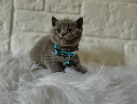 British Shorthair 2 Aylık Gri Yavrumuz