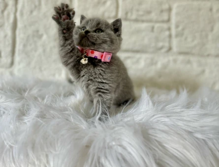 Scotttish Fold Dişi 2 Aylık