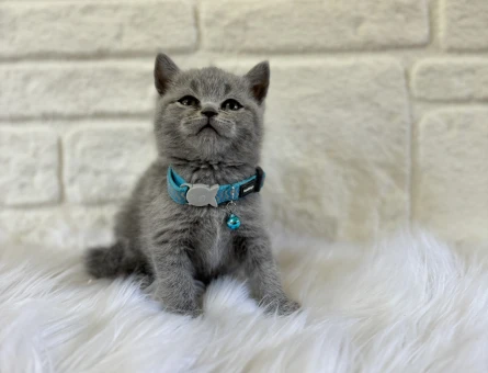 British Shorthair 2 Aylık Erkek Yavrumuz
