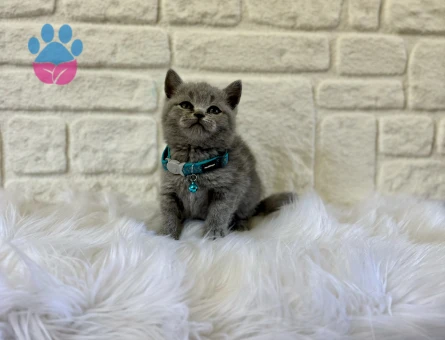 British Shorthair 2 Aylık Erkek Yavrumuz