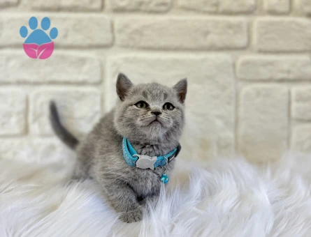 British Shorthair 2 Aylık Erkek Yavrumuz