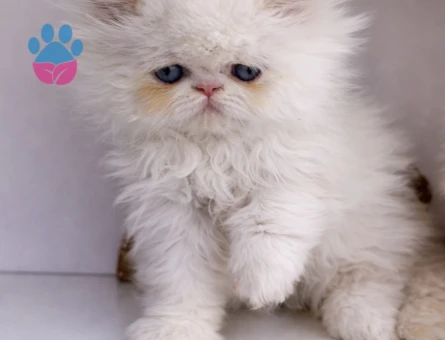 İRAN PERSİAN ( SHOW KALİTE )