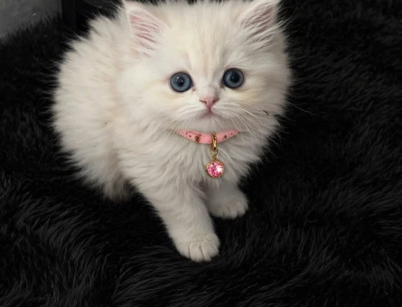 2 aylık Ragdoll & British Longhair Golden Karışımı