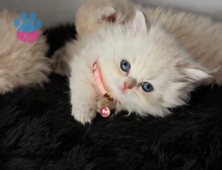 2 aylık Ragdoll & British Longhair Golden Karışımı