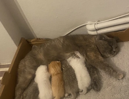 Scottish fold 2 Aylıktan Küçük Yavrular