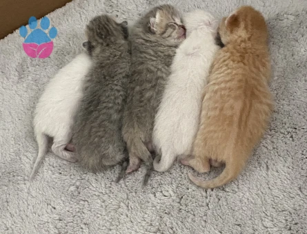 Scottish fold 2 Aylıktan Küçük Yavrular