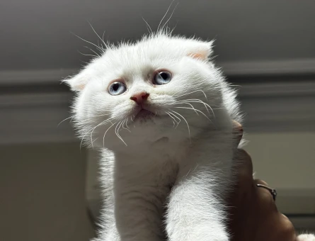 Beyaz Mavi Gözlü Scottish Fold 1 Yaşında - 4233