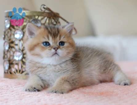 British Shorthair Golden Black Tabby Dişi
