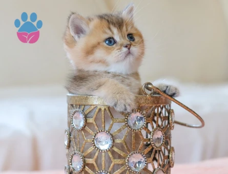 British Shorthair Golden Black Tabby Dişi