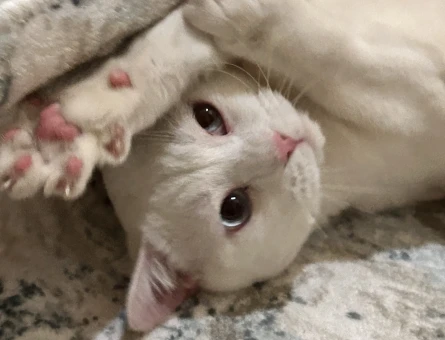 1 Yaşında British Shorthair Erkek Kedimiz