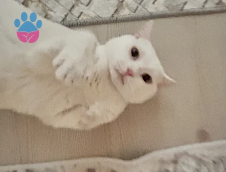 1 Yaşında British Shorthair Erkek Kedimiz